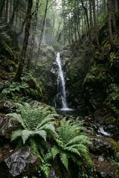 Silver-green ferns beside a narrow misty forest waterfall flowing over dark wet volcanic rocks in soft morning light.
