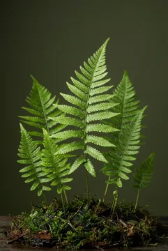 Fresh green fern fronds covered with water droplets photographed vertically in a softly lit botanical studio setting.