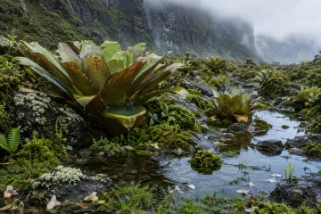 Misty volcanic highland basin filled with giant rainwater bromeliads, mossy basalt stones, reflective plant pools, and layered green vegetation after rainfall.