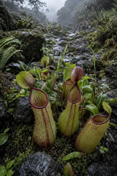Wild pitcher plants growing among rain-wet mossy basalt stones and delicate ferns in a misty tropical highland cloud hollow.