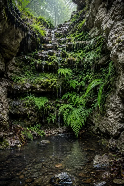 Portrait view of a rain-fed pale limestone dripwall covered with delicate green ferns and moss above a shallow rippling woodland pool.