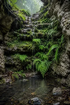 Portrait view of a rain-fed pale limestone dripwall covered with delicate green ferns and moss above a shallow rippling woodland pool.