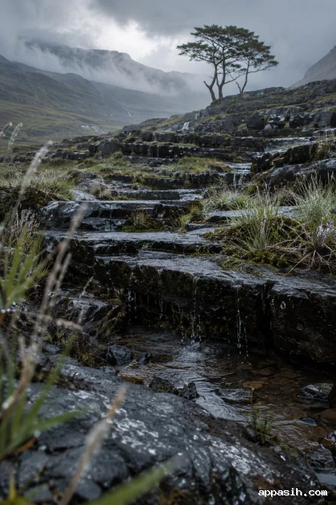 Closer low-angle portrait landscape of rainwater spilling over dark basalt terraces beside silver-green grasses, with a wind-shaped highland tree and misty blue-gray mountain valley beyond.